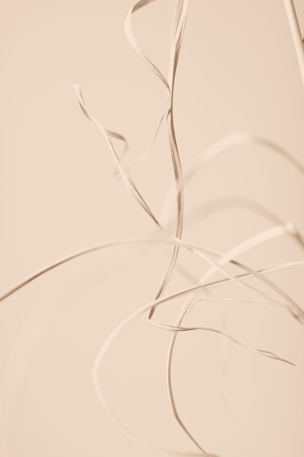 Dried Grass Beige 02 Poster och Canvastavla