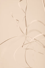 Dried Grass Beige 02 Poster och Canvastavla