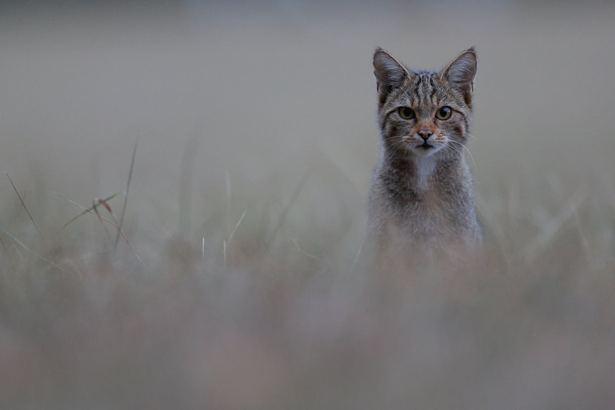 Wildcat Poster och Canvastavla