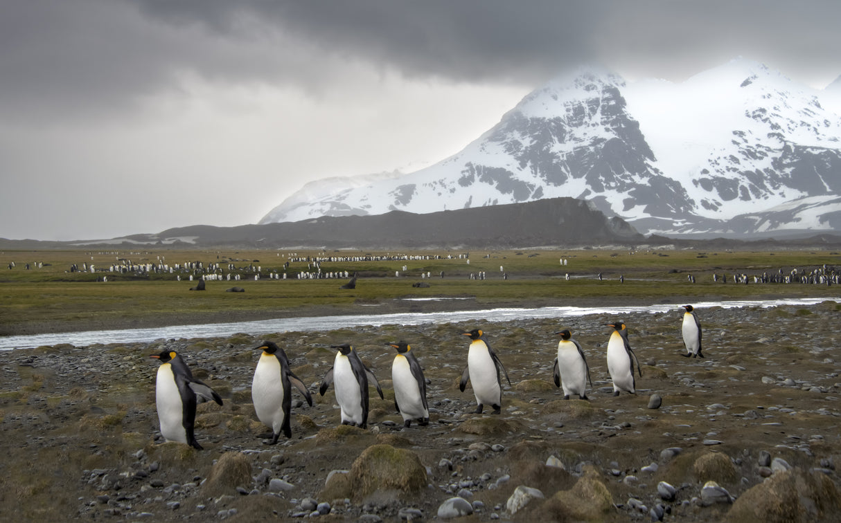 March of king penguins Poster och Canvastavla