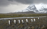 March of king penguins Poster och Canvastavla
