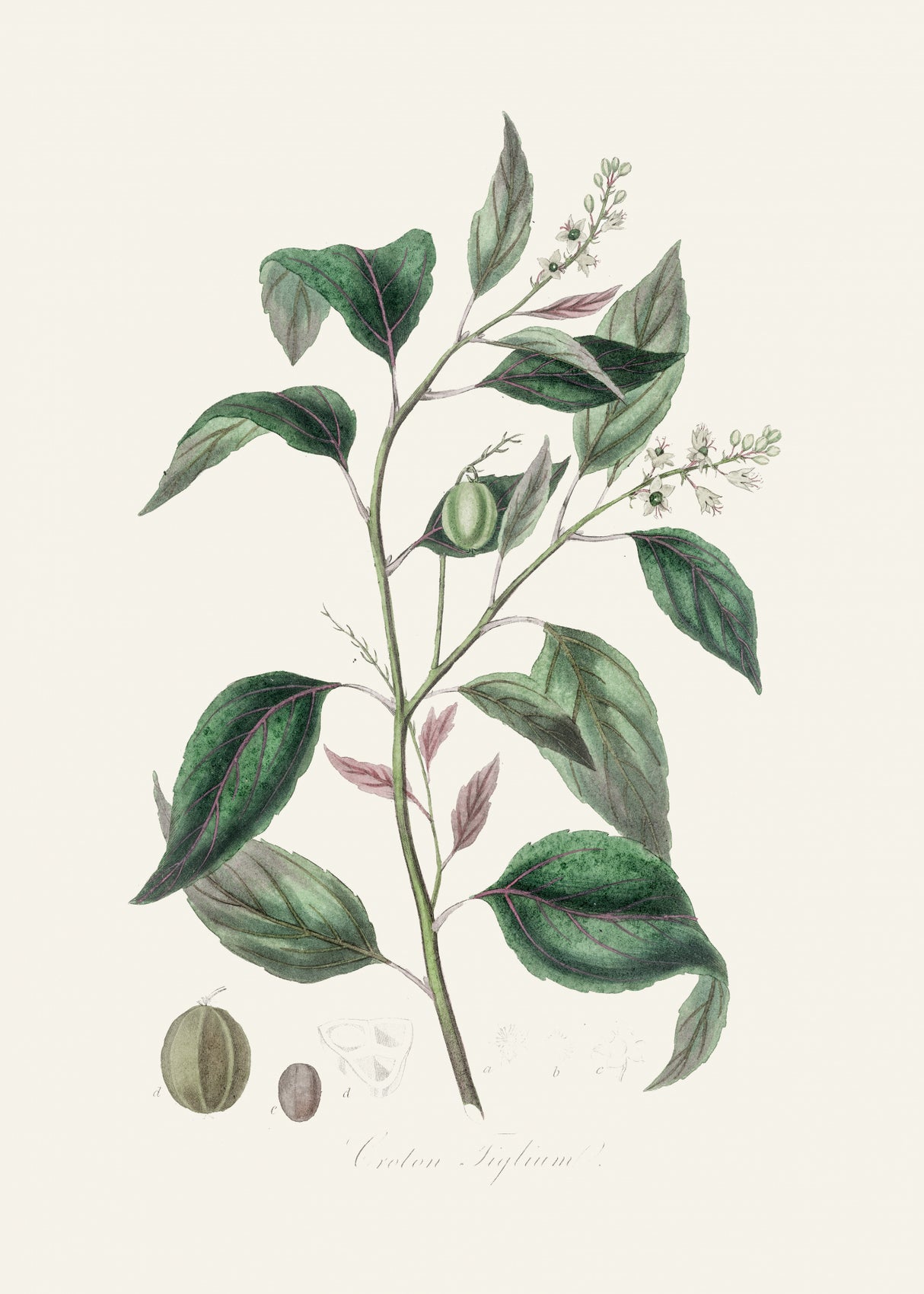 Purging Croton (croton Tiglium) Medical Botany Poster och Canvastavla