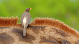 Yellow-billed Oxpecker Poster och Canvastavla