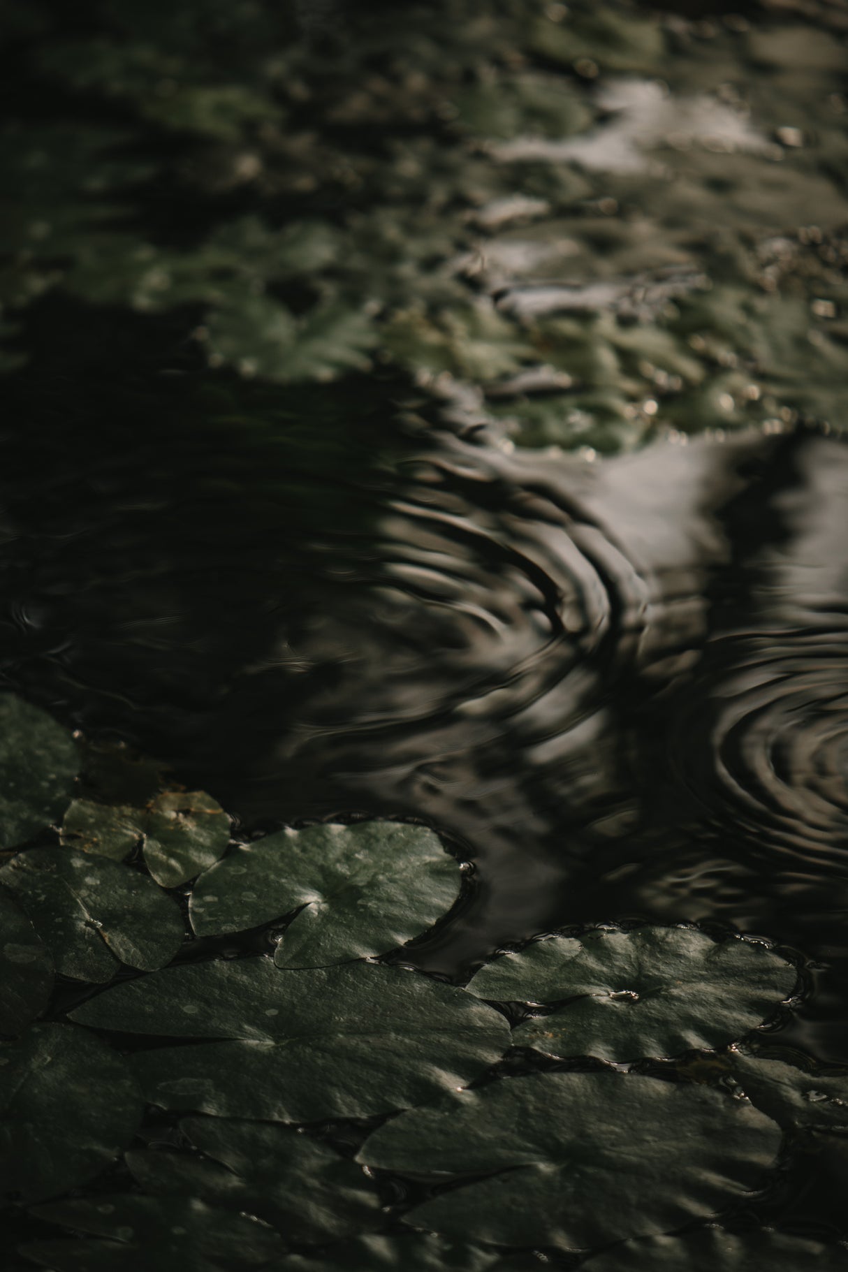 Botanical Series - Water Lily Leaves 2/2 Poster och Canvastavla