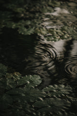 Botanical Series - Water Lily Leaves 2/2 Poster och Canvastavla