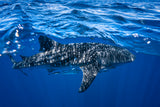 Whale shark : The biggest fish of the world Poster och Canvastavla