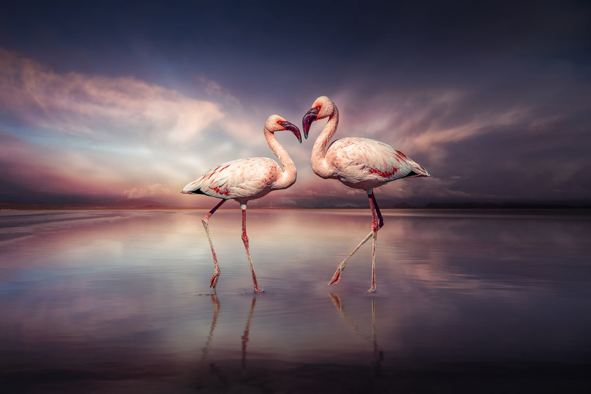 FlamingoLove Poster och Canvastavla