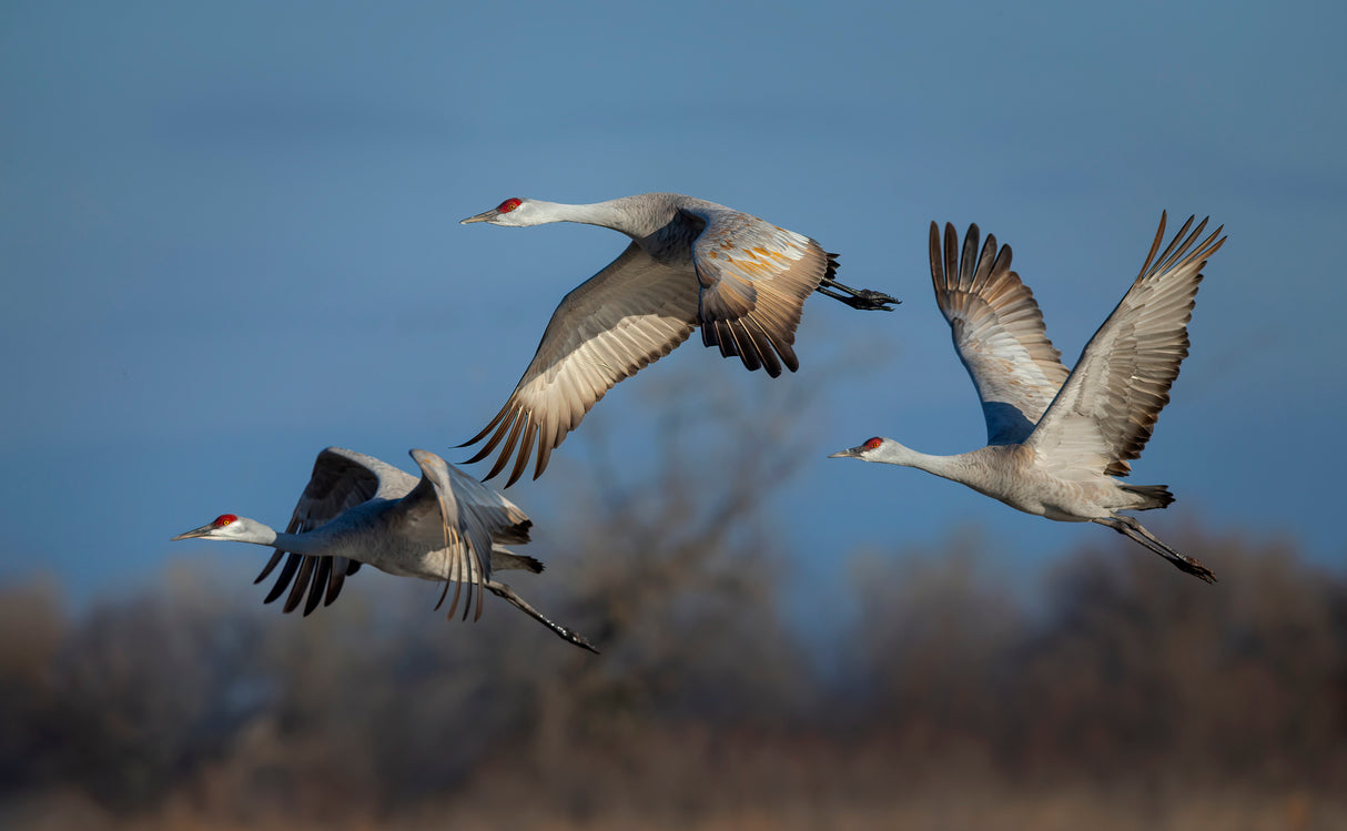 Spring migration Poster och Canvastavla