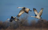 Spring migration Poster och Canvastavla