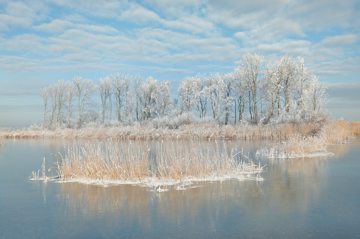 Winter Poster och Canvastavla