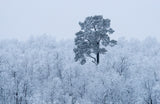 First snow Poster och Canvastavla