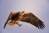 Eagle Poster och Canvastavla