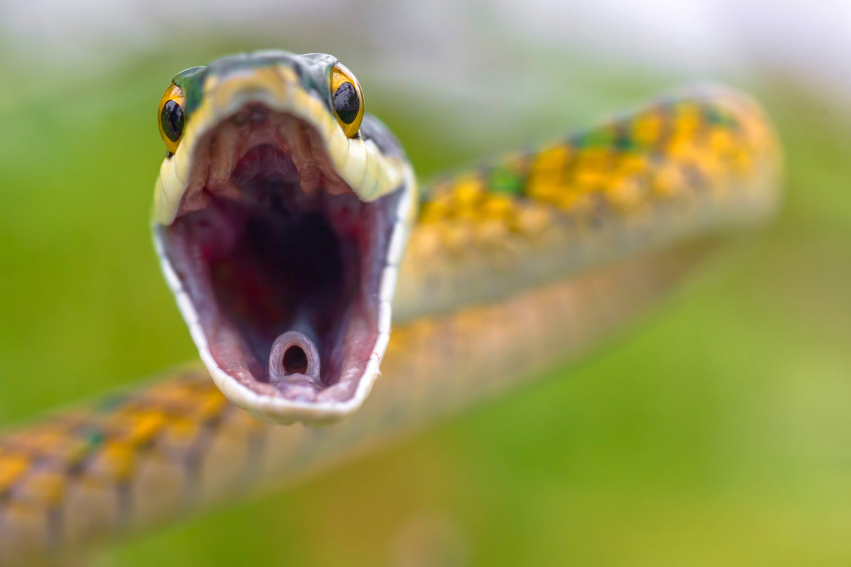Parotsnake Poster och Canvastavla