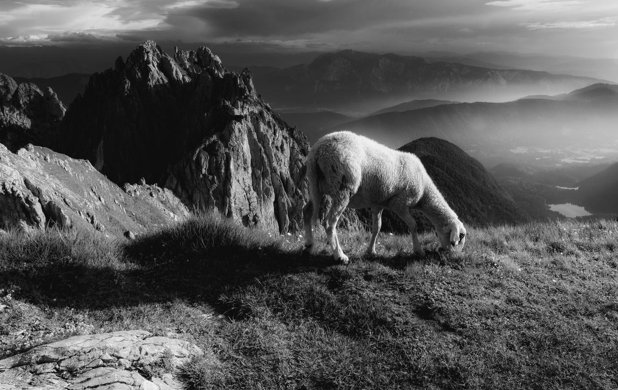 Sheep in the mountains Poster och Canvastavla