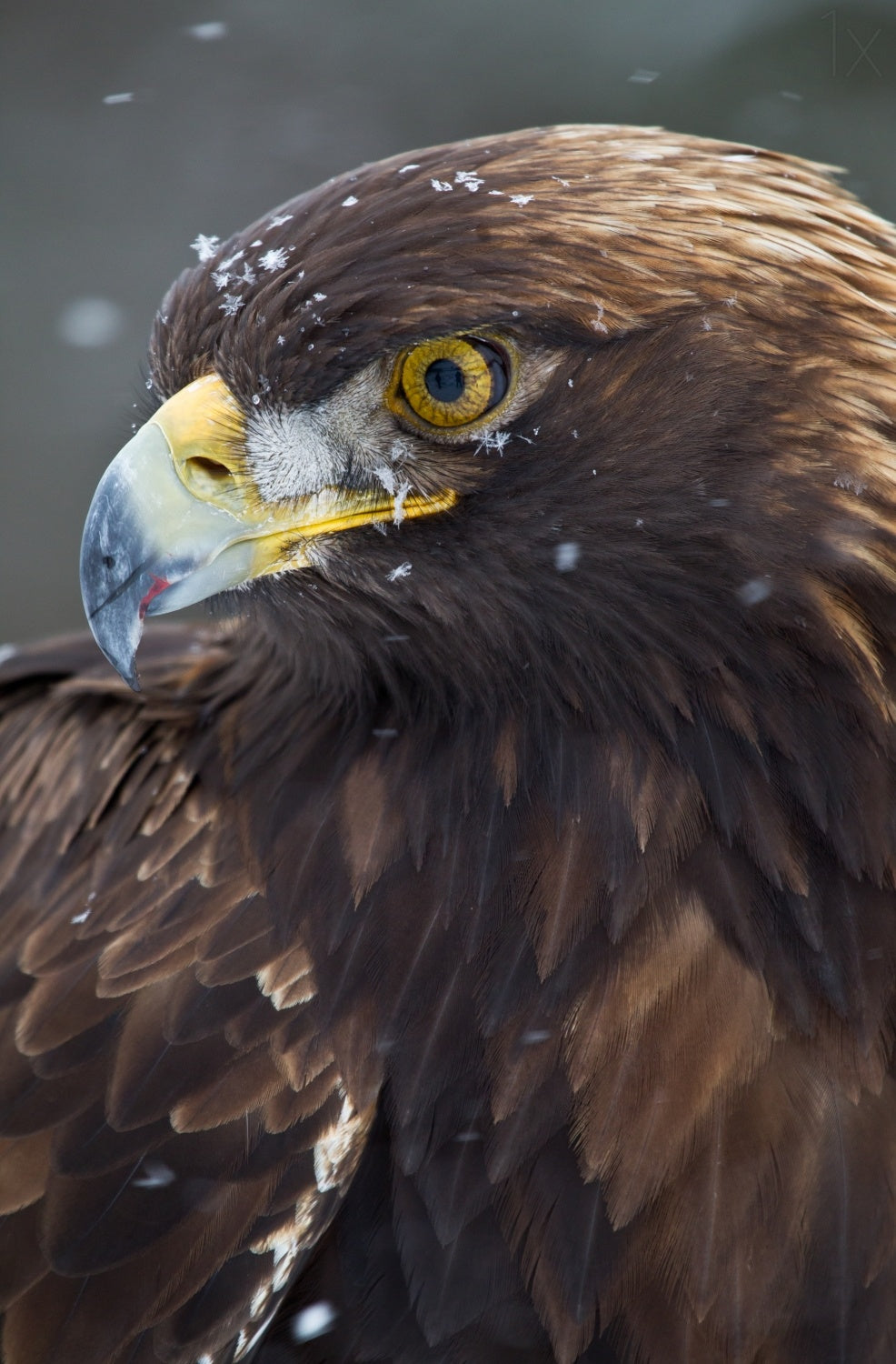 Golden Eagle in the snow Poster och Canvastavla