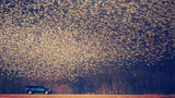 Migratory Patterns Poster och Canvastavla