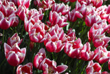 colorful tulips Poster och Canvastavla