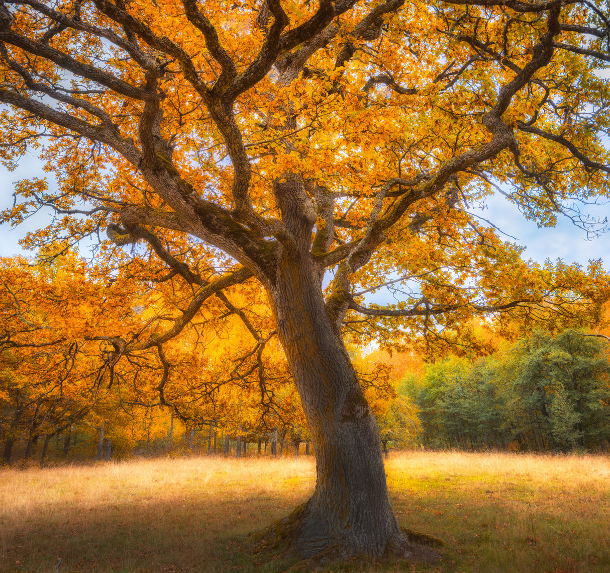 Autumn tree Poster och Canvastavla