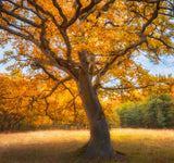Autumn tree Poster och Canvastavla