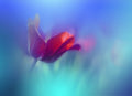 Springtime.. Poster och Canvastavla