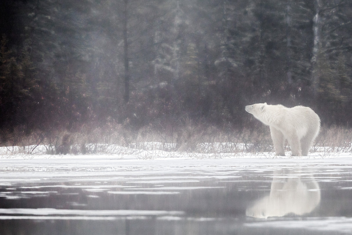 Under the Snow Poster och Canvastavla