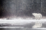 Under the Snow Poster och Canvastavla