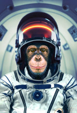 AstroMonkey Poster och Canvastavla