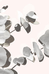 Eucalyptus Creative 14 Poster och Canvastavla