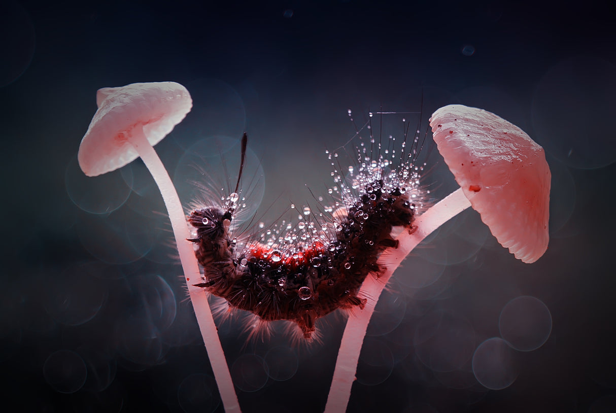 Among Mushrooms Poster och Canvastavla