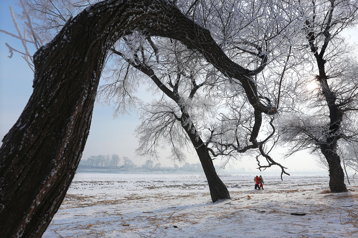 Tree and Frozen land Poster och Canvastavla