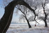 Tree and Frozen land Poster och Canvastavla