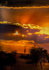 Giraffe and an Upward Sunset Poster och Canvastavla