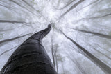Beech forest Poster och Canvastavla