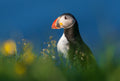Iceland Puffins Poster och Canvastavla