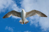 flying seagull Poster och Canvastavla