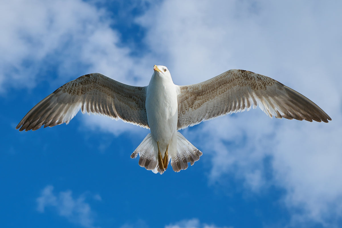 flying seagull Poster och Canvastavla