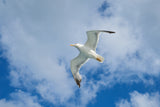 flying seagull Poster och Canvastavla