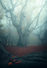 Autumn Signature Poster och Canvastavla