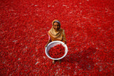 Red chilli worker Poster och Canvastavla