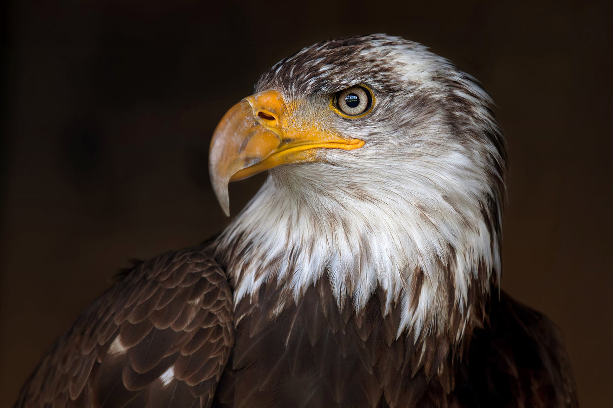 Caged - Bald Eagle Poster och Canvastavla