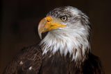 Caged - Bald Eagle Poster och Canvastavla