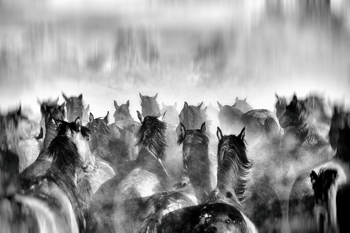 Horses Poster och Canvastavla