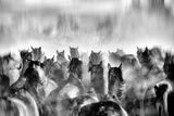 Horses Poster och Canvastavla