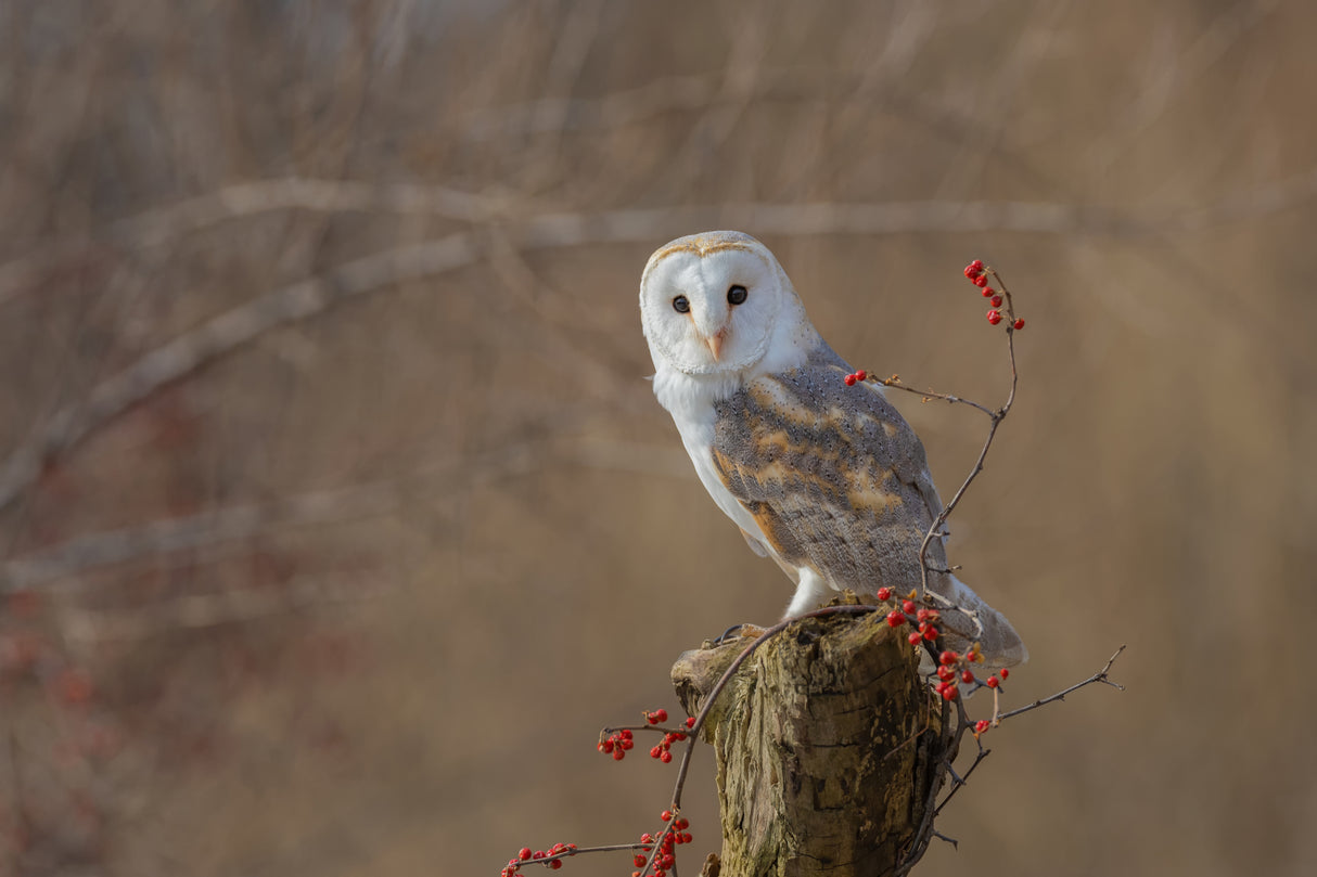 Barn Owl Poster och Canvastavla