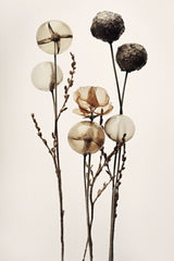 Glass Ball Flowers Poster och Canvastavla