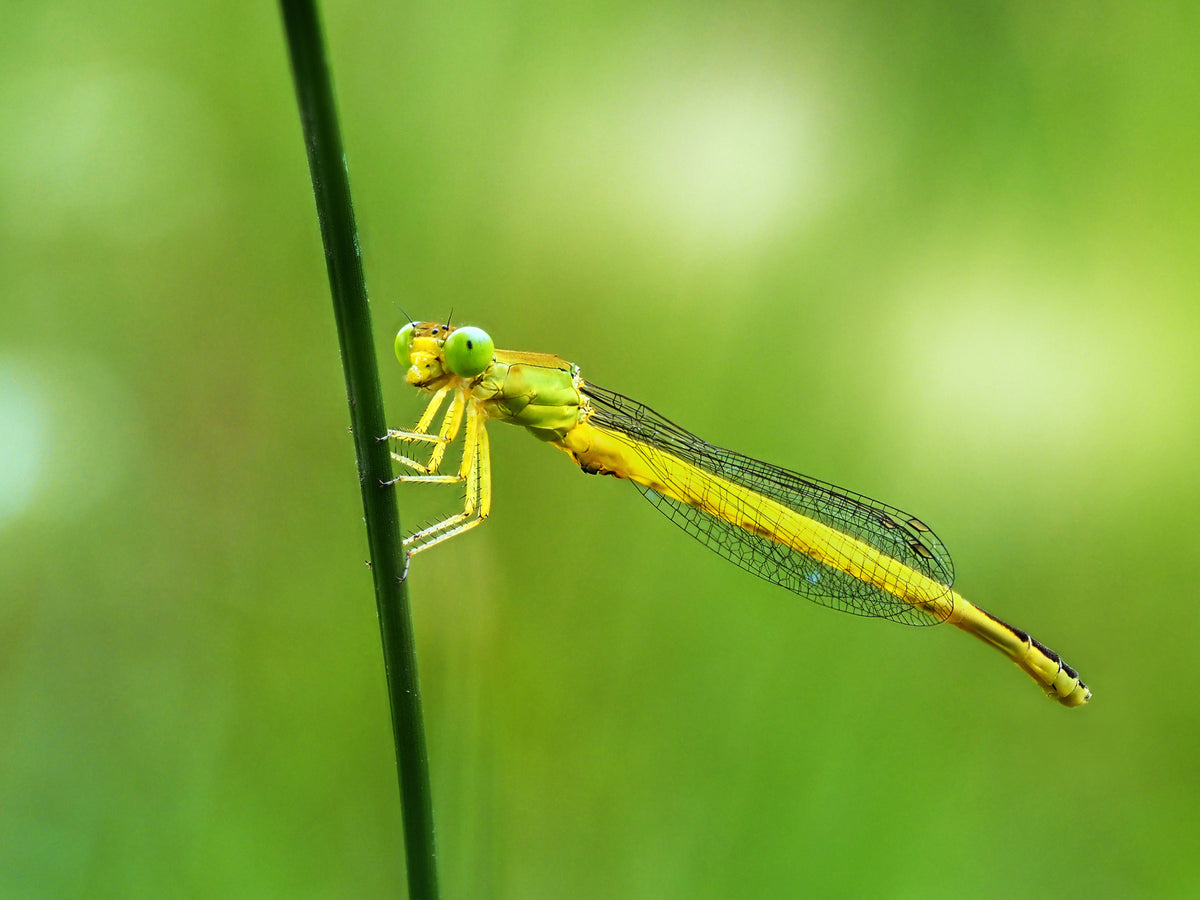 Ceriagrion melanurum Poster och Canvastavla