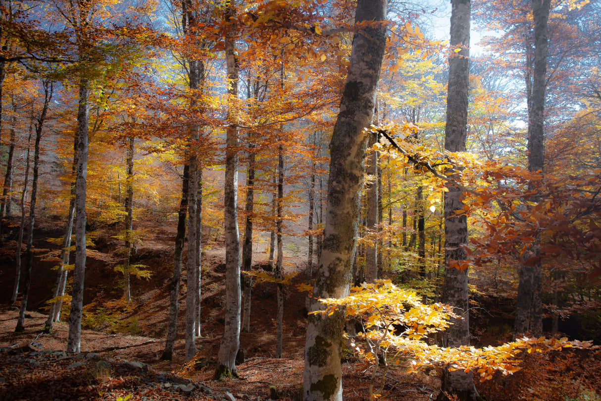 Fall colors Poster och Canvastavla