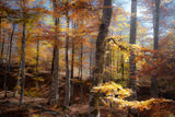 Fall colors Poster och Canvastavla