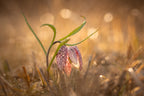 Swamp tulip Poster och Canvastavla