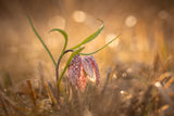 Swamp tulip Poster och Canvastavla